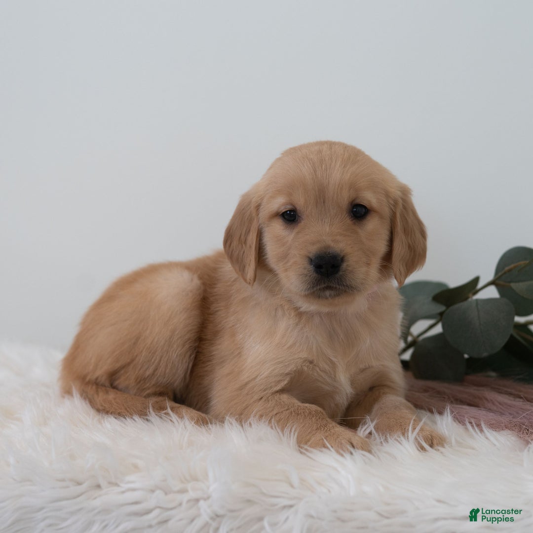 Golden Retriever dogs for sale: Shortcake  - Ad 2