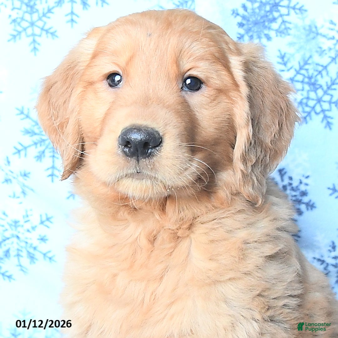 Golden Retriever dogs for sale: Pluto - Ad 3