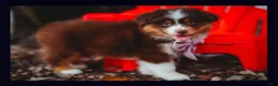Australian Shepherd dogs for sale: Penny - Ad 3