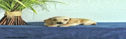 Miniature Dachshund dogs for sale: Max - Ad 3
