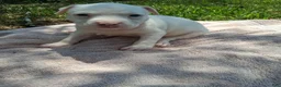 American Bully dogs for sale: American Bully 1 - Ad 3