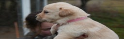 Labrador Retriever dogs for sale: Maggie - Ad 4