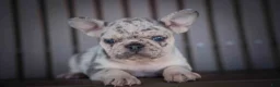 French Bulldog dogs for sale: 🐾 Meet Knox — A Happy Little Frenchie with Plenty of Love to Give! 🐾 - Ad 10
