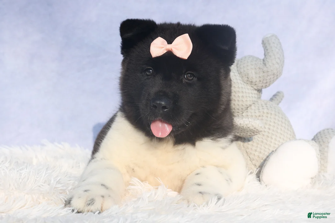 Akita dogs for sale: Olive - Ad 7