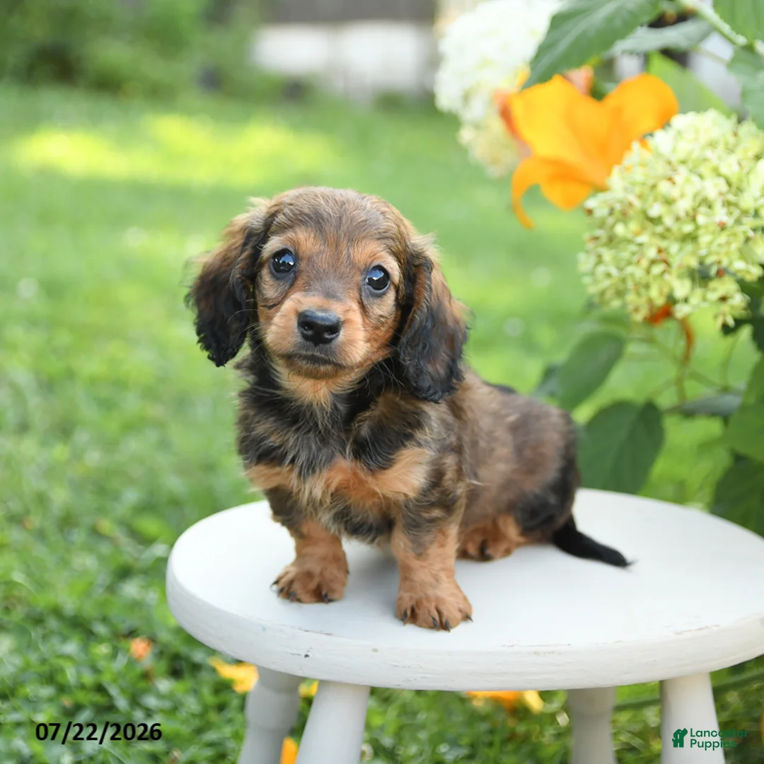 Miniature Dachshund dogs for sale: Precious - Ad 1