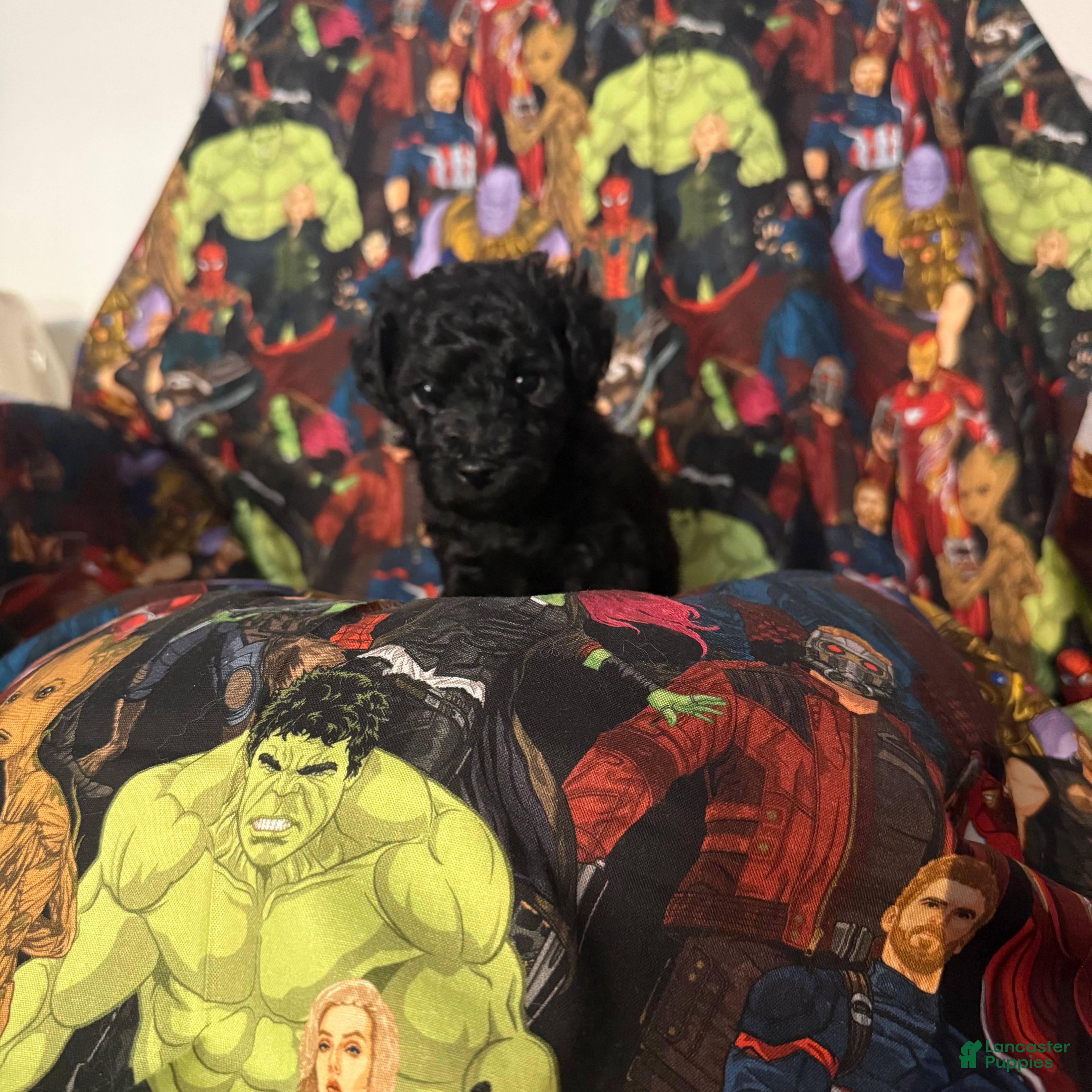 Mini Goldendoodle dogs Midnite - Ad 16