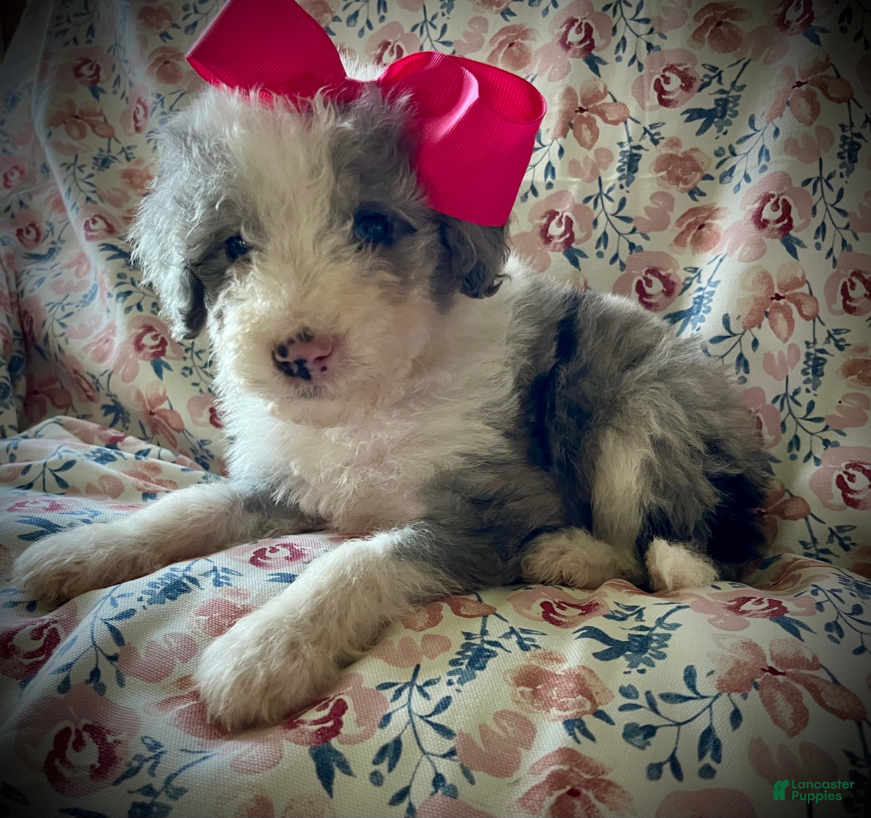 Sheepadoodle dogs Sheepadoodle Puppy 5 - Ad 16