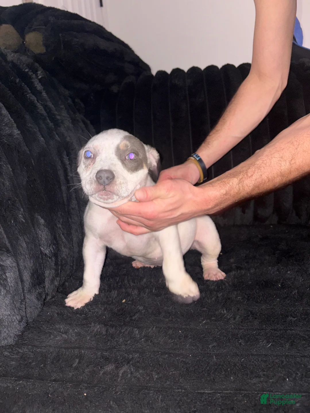 American Bully dogs for sale: American Bully Puppy 2 - Ad 1