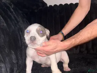 American Bully dogs American Bully Puppy 2 - Ad 15