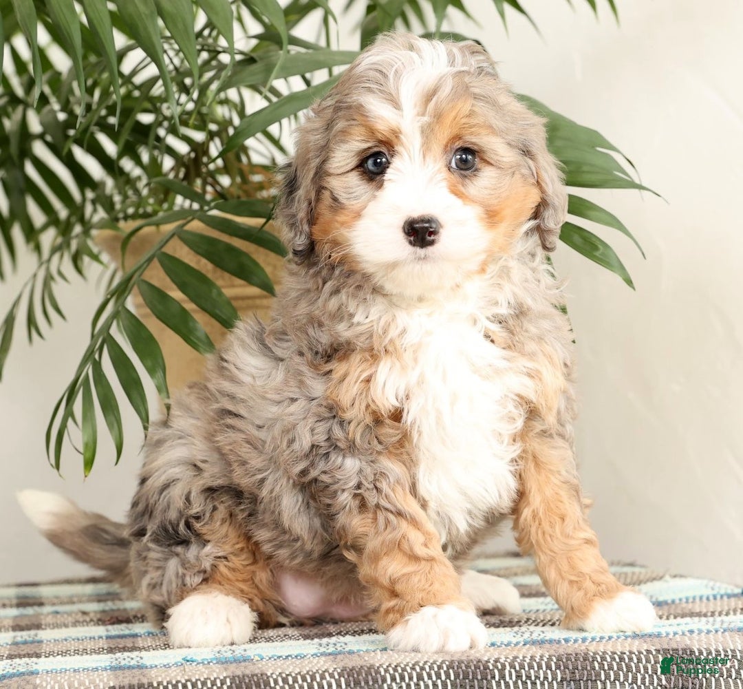 Mini Bernedoodle dogs for sale: Twinkle - Ad 2