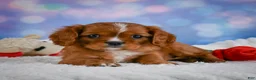 Cavalier King Charles Spaniel dogs for sale: Cabby - Ad 7
