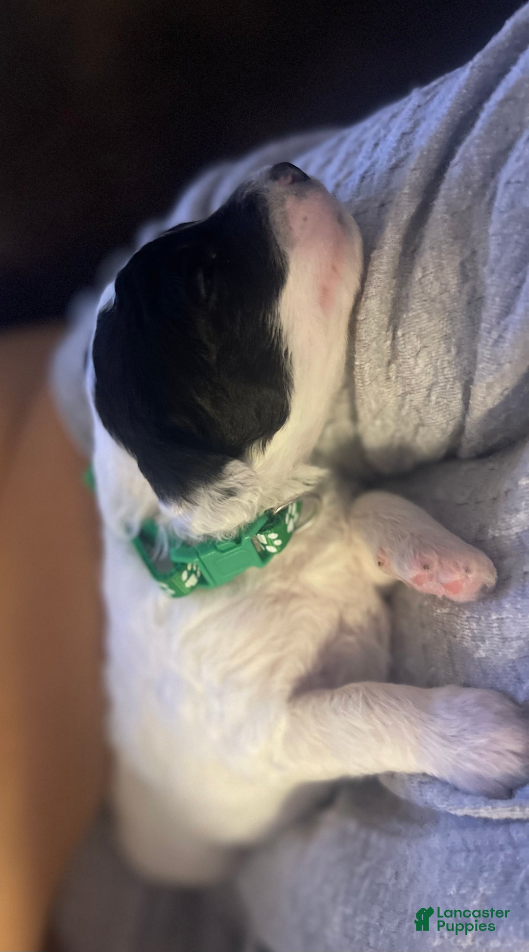 Mini Sheepadoodle dogs for sale: Dark green-Noir - Ad 3