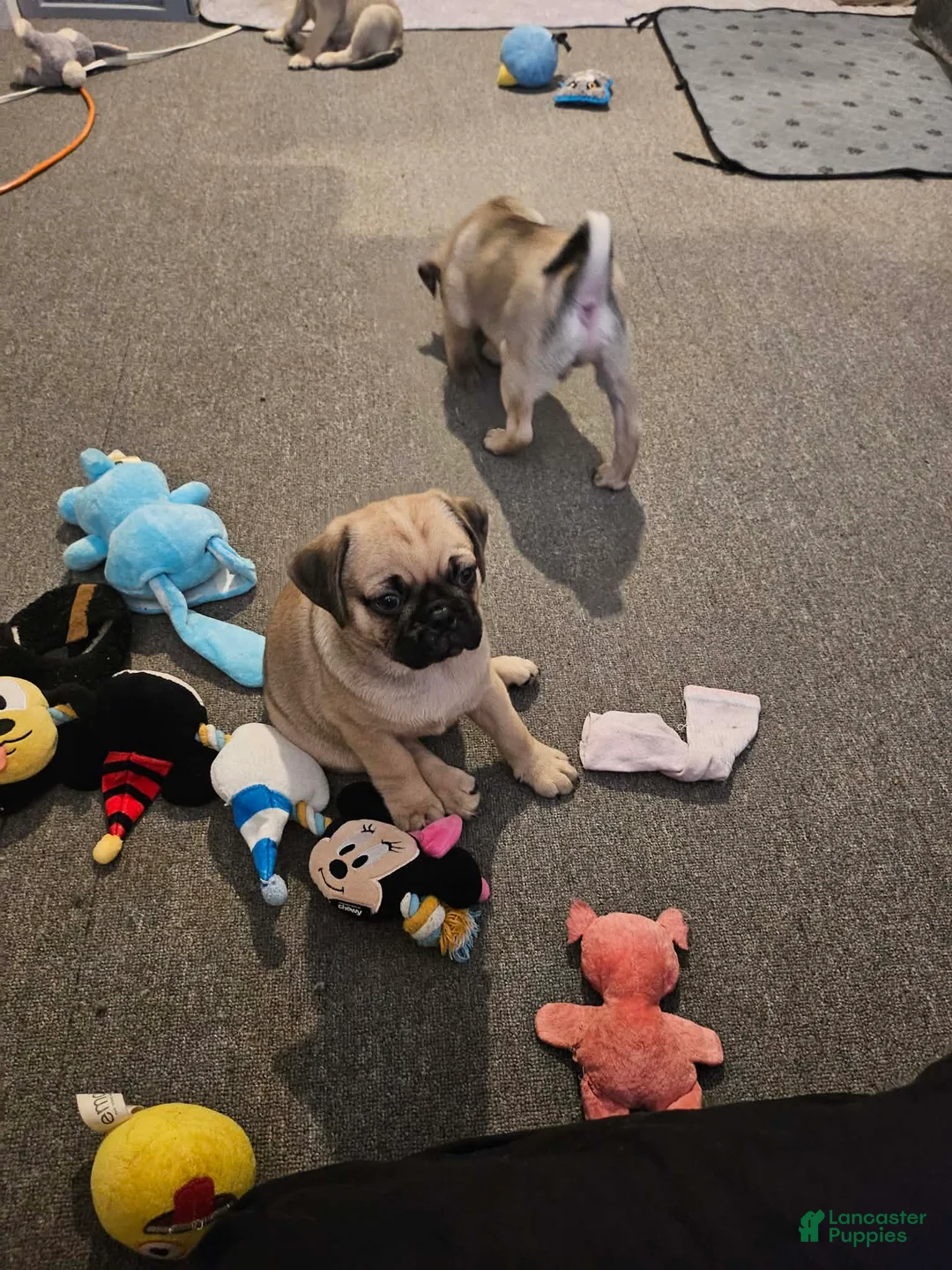 Pug dogs for sale: Bam bam - Ad 3