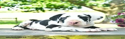 Great Dane dogs for sale: China - Ad 4