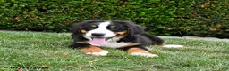 Bernese Mountain Dog dogs for sale: Duke - Ad 2