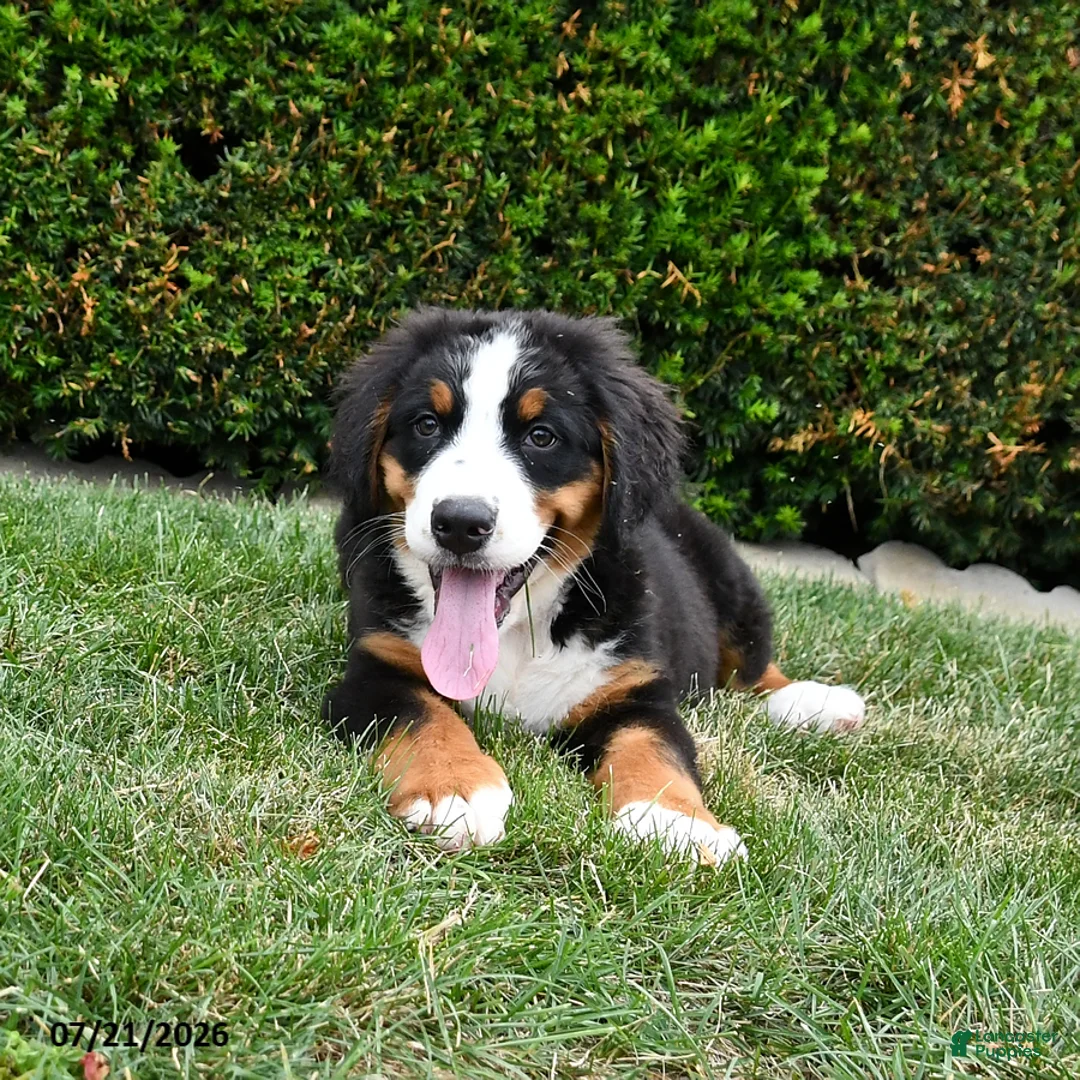 Bernese Mountain Dog dogs for sale: Duke - Ad 2