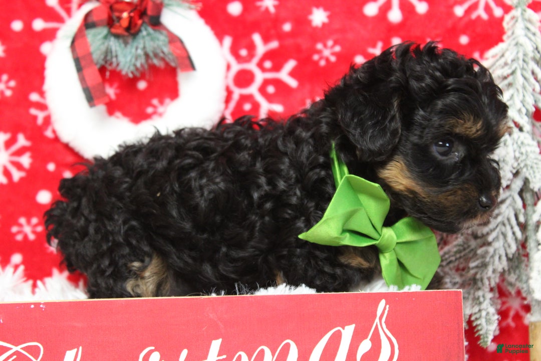 Yorkiepoo dogs for sale: Harvest  - Ad 8