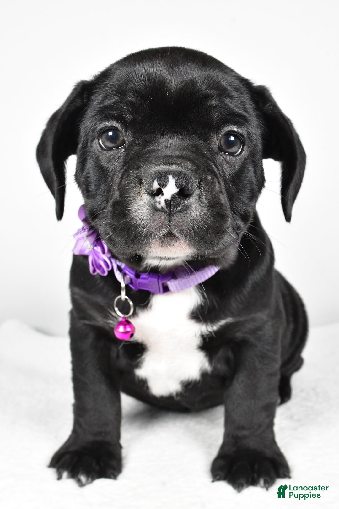 Mixed Breed dogs for sale: Dixie - Ad 6