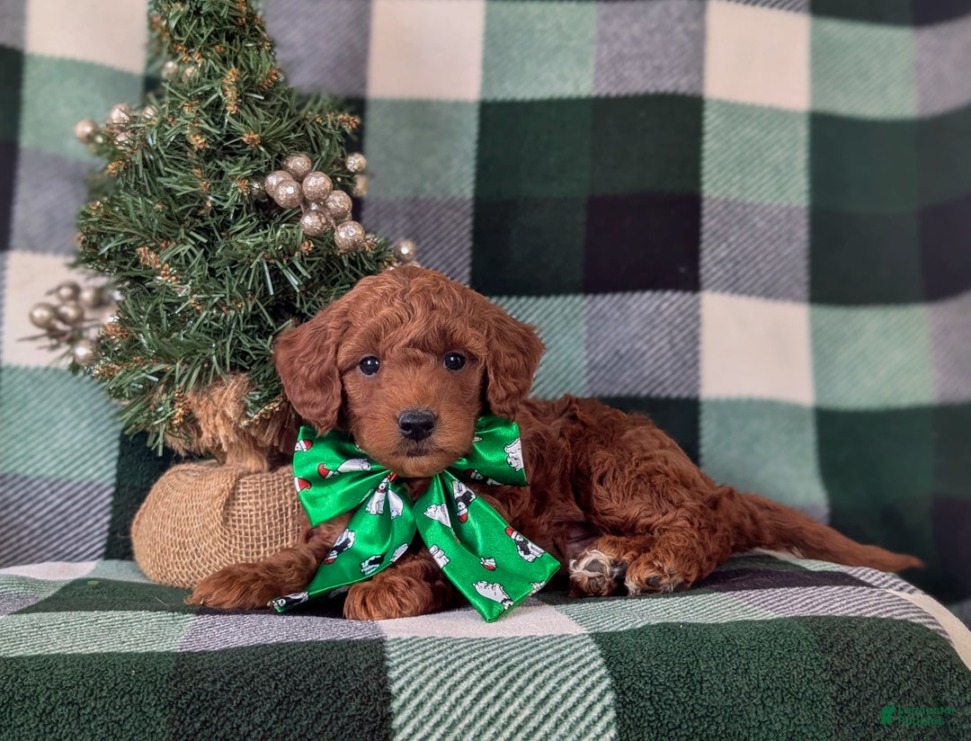 Mixed Breed dogs for sale: Brett Hypoallergenic - Ad 4