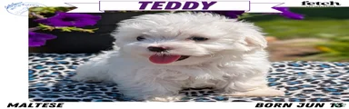 Teddy
