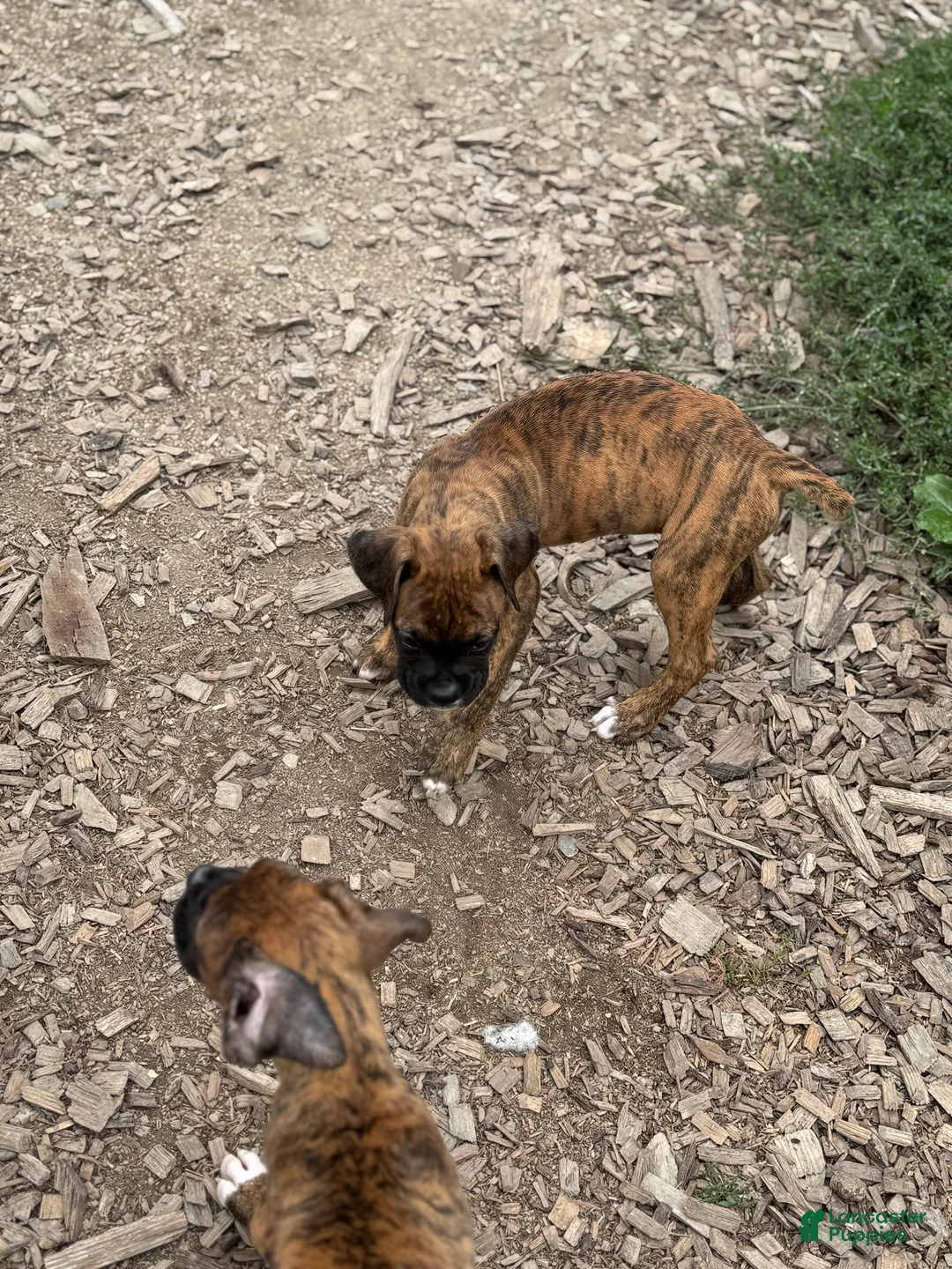 Boxer dogs for sale: Opi - Ad 1