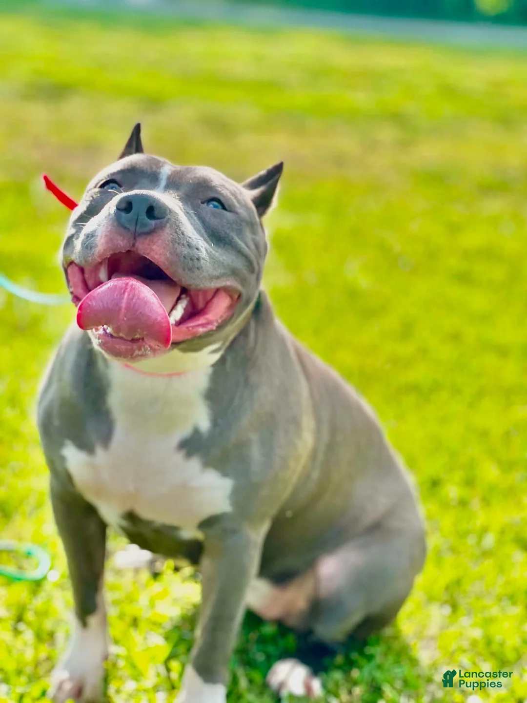 American Bully dogs for sale: American Bully 4 *Copen* - Ad 2