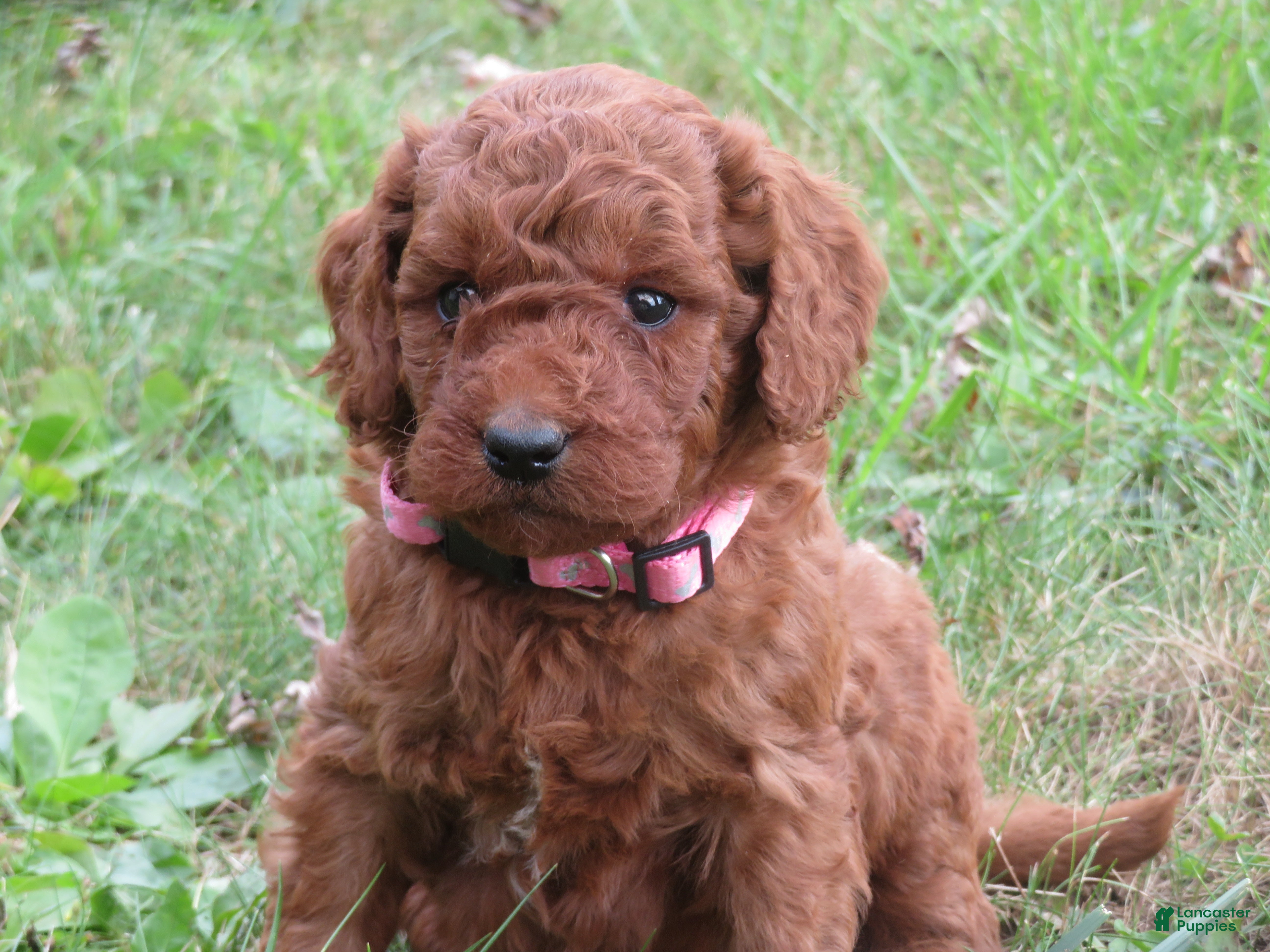 Mini Goldendoodle dogs Spice - Ad 1