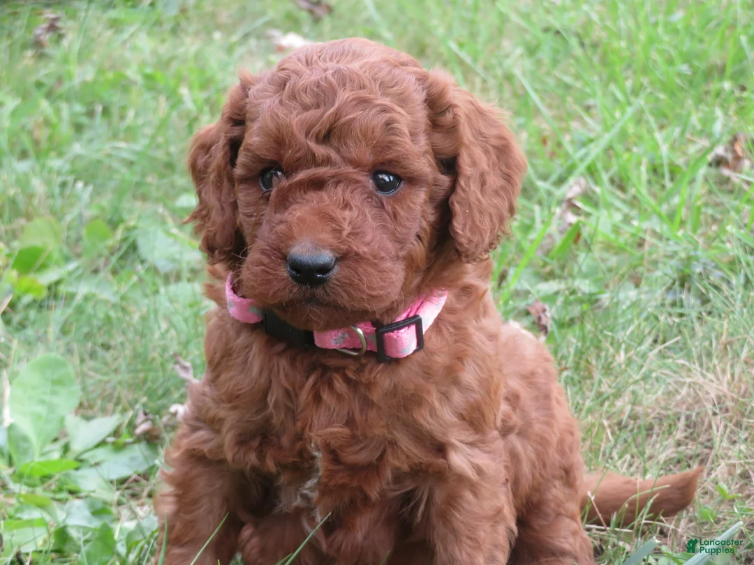 Mini Goldendoodle dogs for sale: Spice - Ad 1