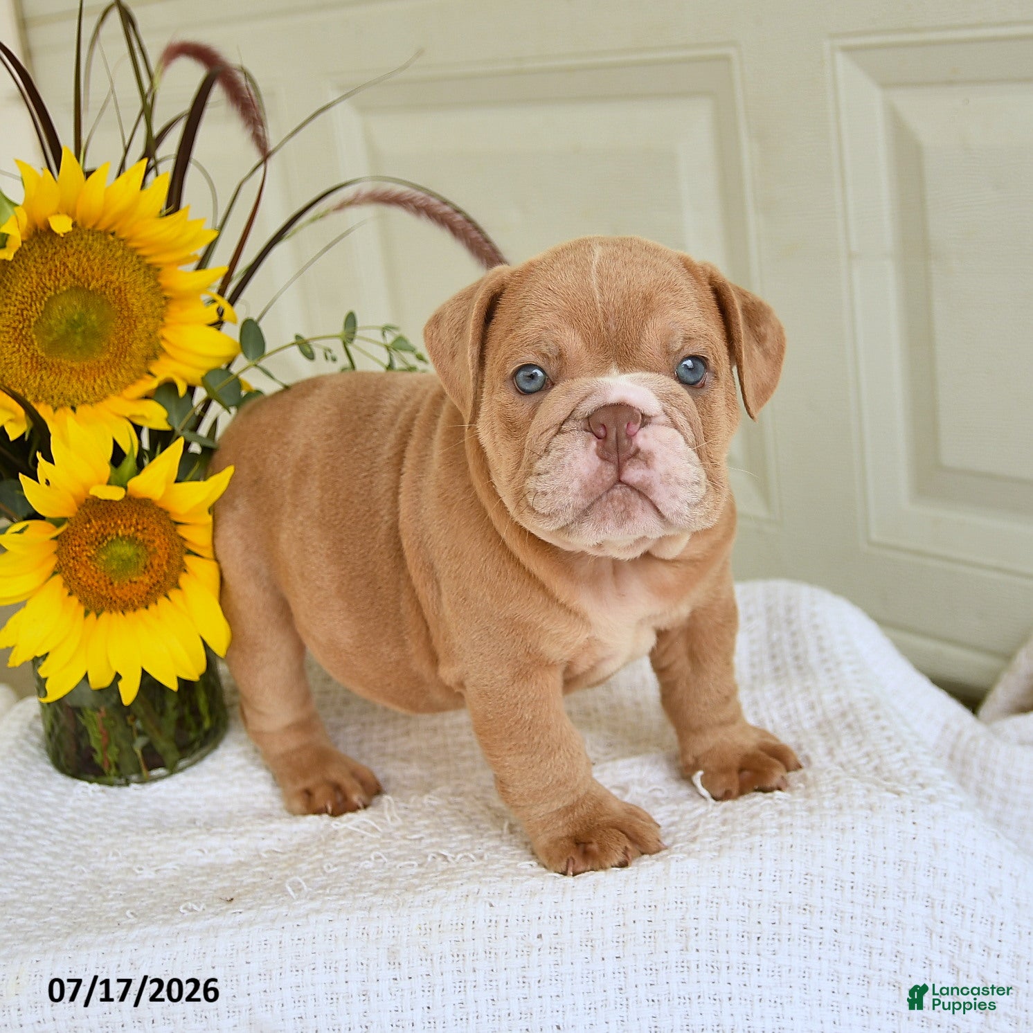English Bulldog dogs Troy - Ad 2