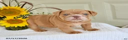 English Bulldog dogs for sale: Troy - Ad 2