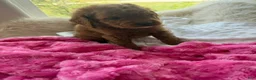 Mini Goldendoodle dogs for sale: Lucy - Ad 5