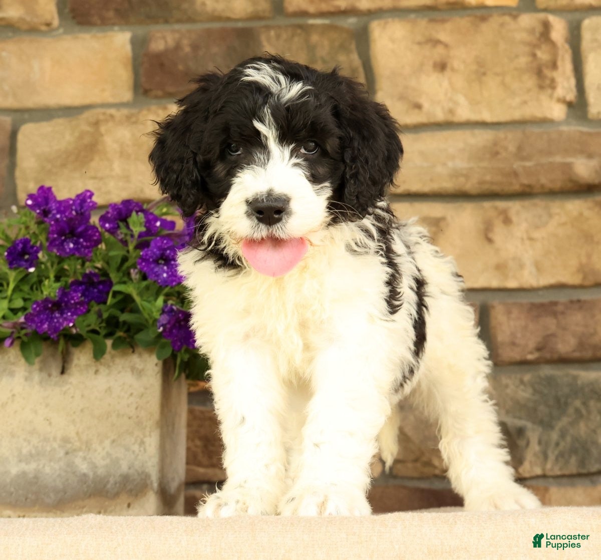 Saint Berdoodles dogs Frilly - Ad 1