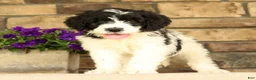 Saint Berdoodles dogs for sale: Frilly - Ad 1