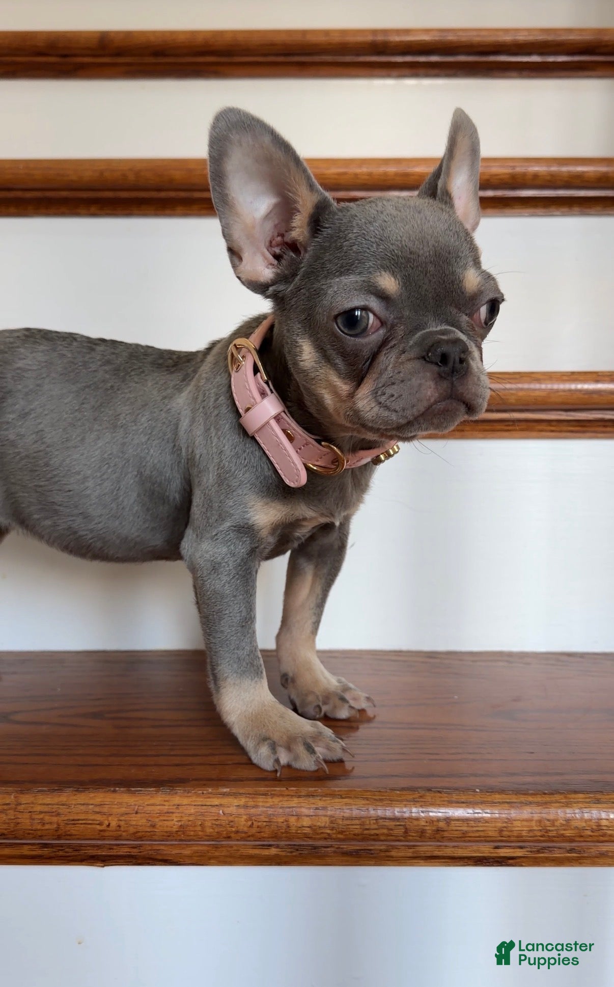 French Bulldog dogs Cherry - Ad 36