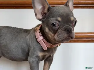 French Bulldog dogs Cherry - Ad 39