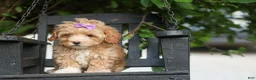 Havapoo dogs for sale: Ellie Mae 💛🐾 - Ad 19