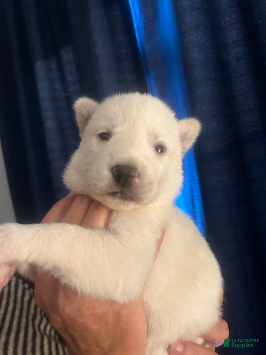 Gerberian Shepsky dogs for sale: Apollo Gerberian Shepsky Puppy 3 - Ad 12