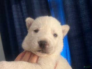 Gerberian Shepsky dogs BentleyGerberian Shepsky Puppy 5 - Ad 24