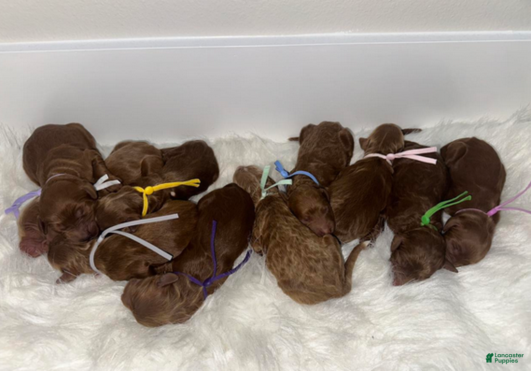 Goldendoodle dogs for sale: Girl 2 - Ad 4