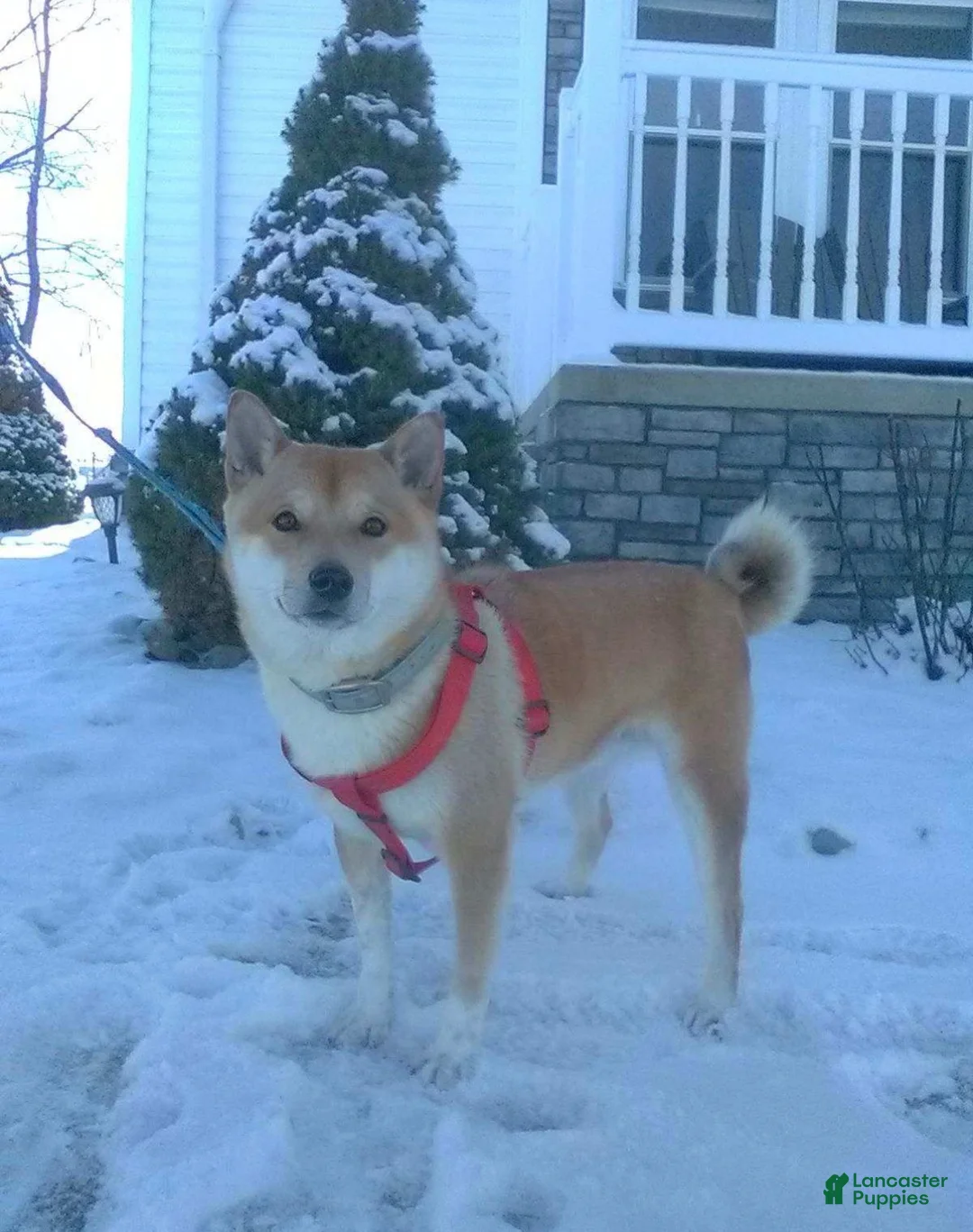 Shiba Inu dogs for sale: Shiba Inu Puppy 1 - Ad 5