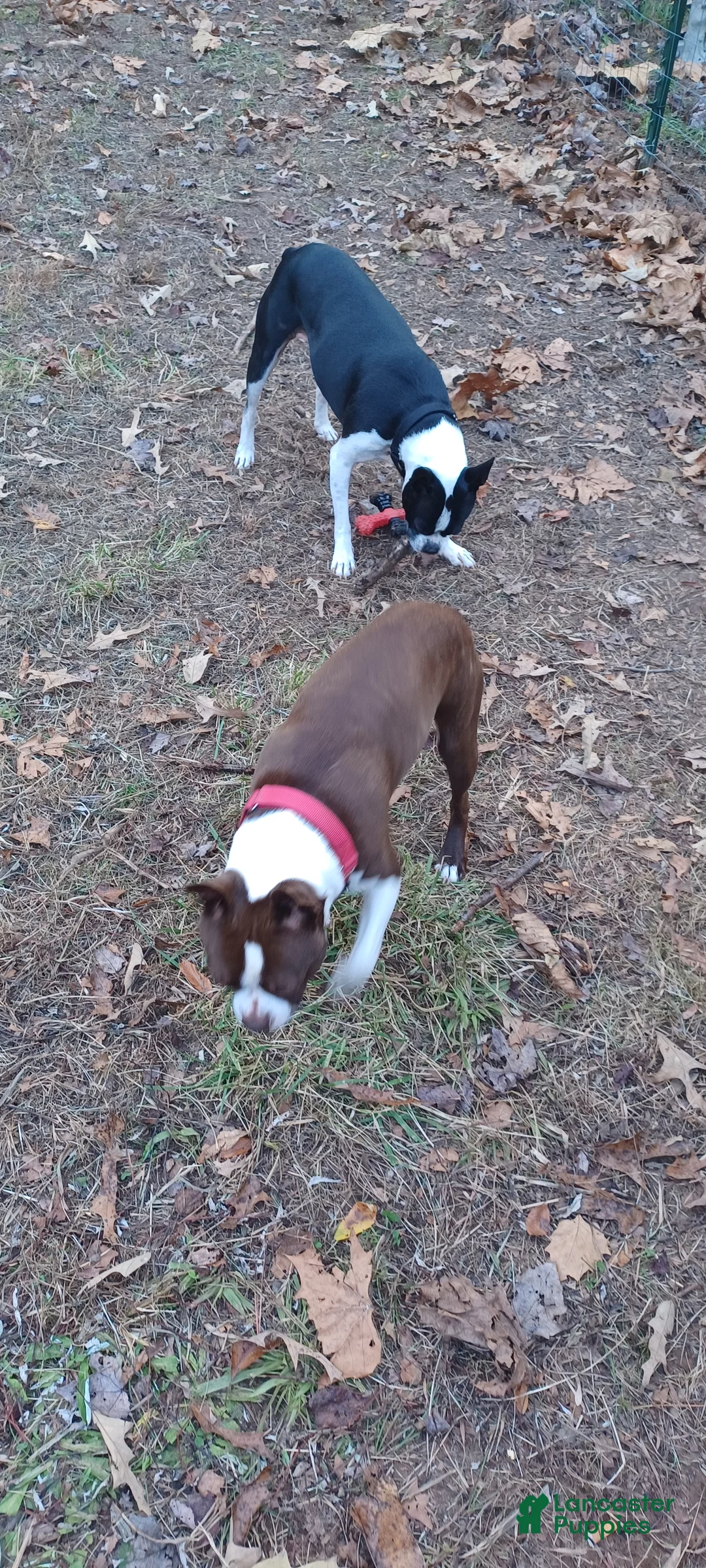 Boston Terrier dogs for stud: Frankie - ACA Boston Terrier Red/White For STUD - Ad 1