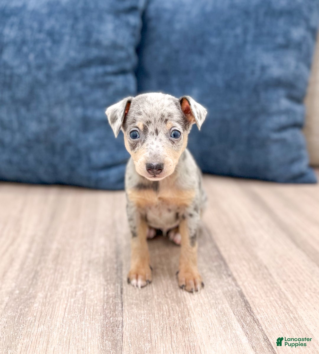 Weston for sale in Millersburg Lancaster Puppies