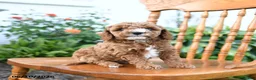 Mini Goldendoodle dogs for sale: Elmo - Ad 4