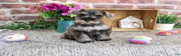 Miniature Schnauzer dogs for sale: Autumn - Ad 3