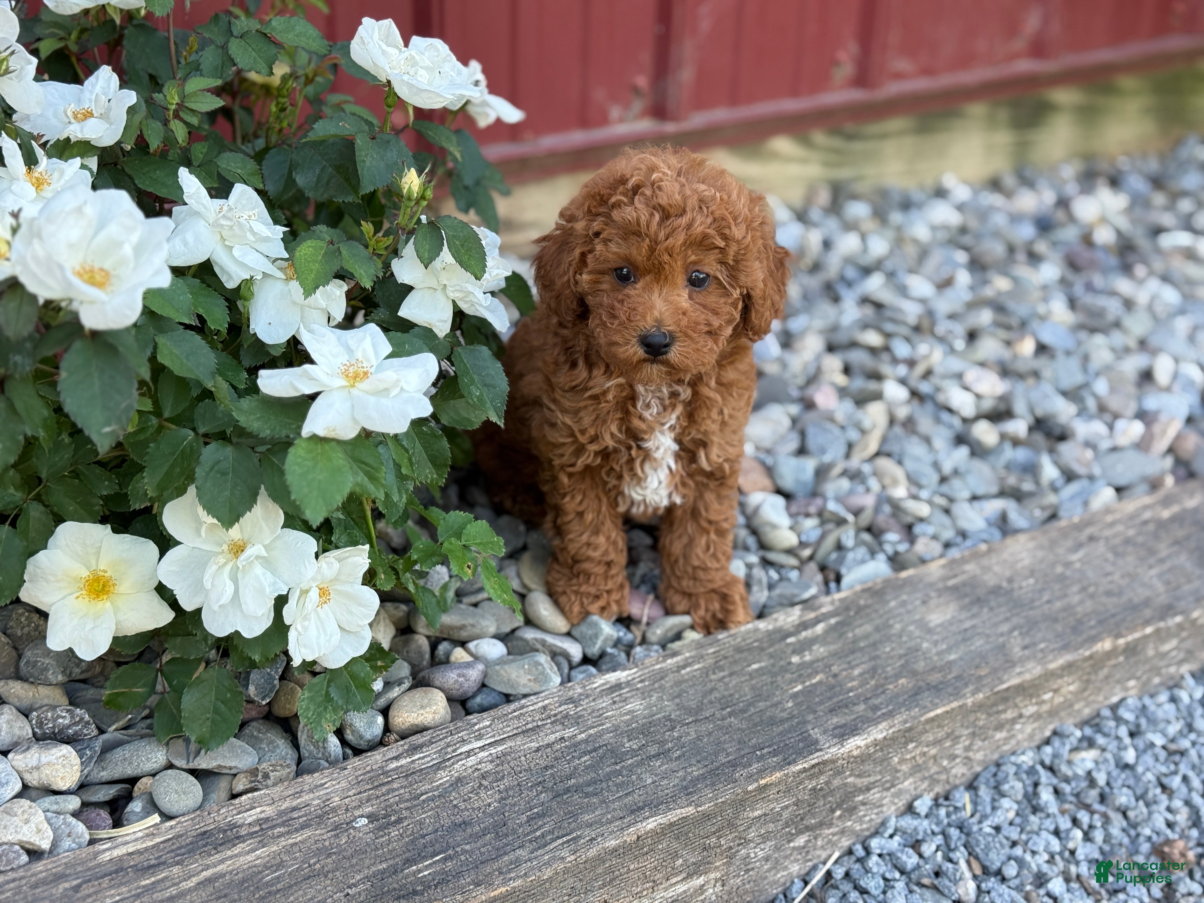 Toy Poodle dogs Pepper - Ad 2