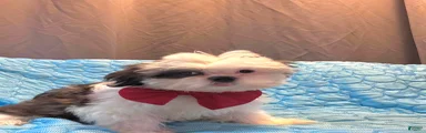 Princess 