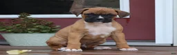 Boxer dogs for sale: Pedro - Ad 6