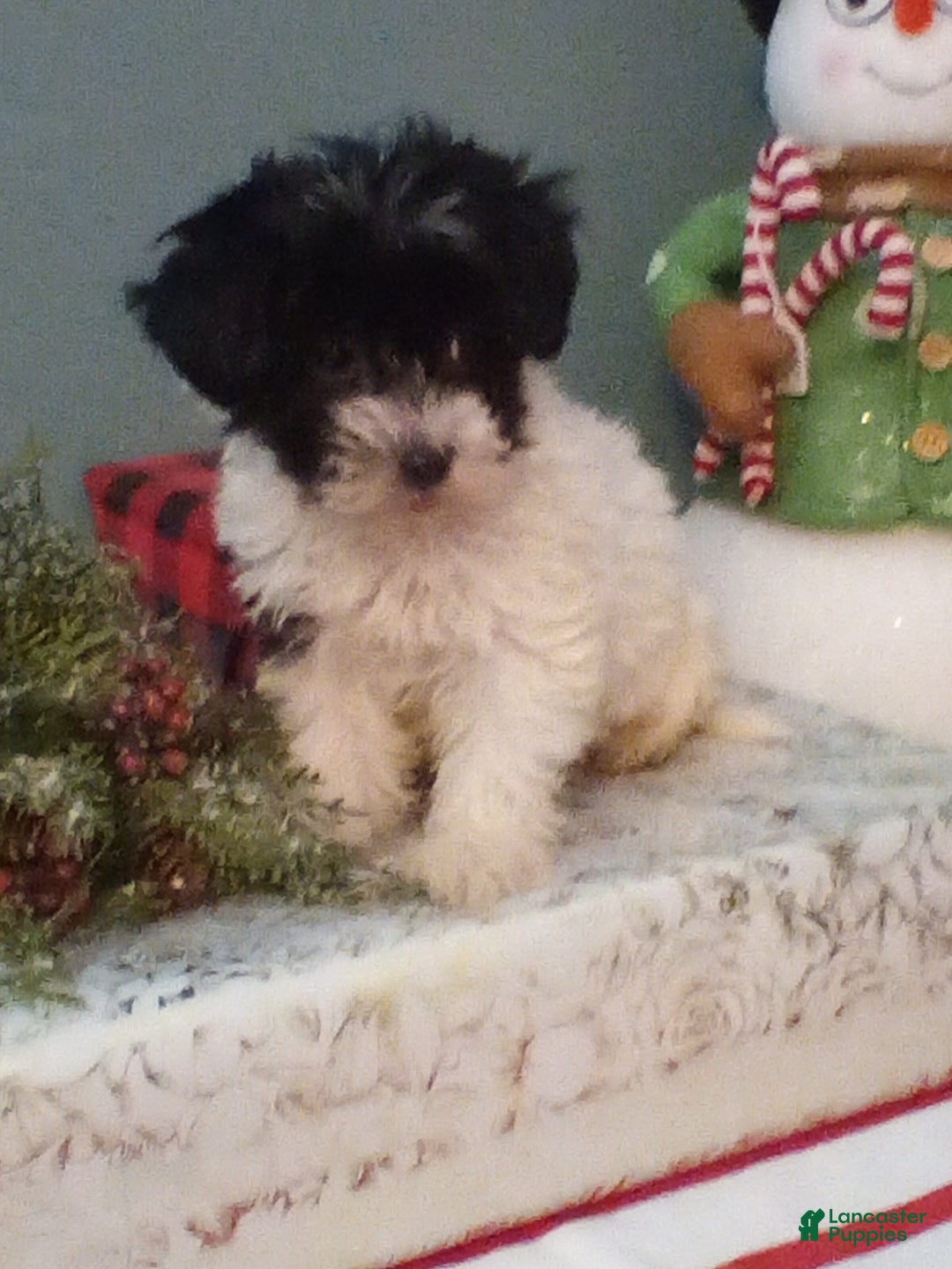 Havapoo dogs for sale: Brodi - Ad 1