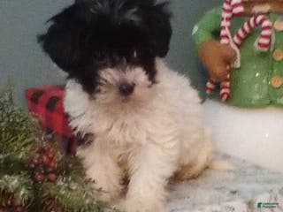 Havapoo dogs Brodi - Ad 34