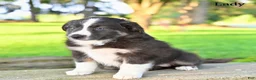 Australian Shepherd dogs for sale: Lady - Ad 2